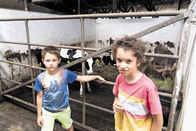 Med prvimi so si posestvo Bogata prišli ogledat sosedovi otroci, ki jim krave seveda niso povsem tuje.