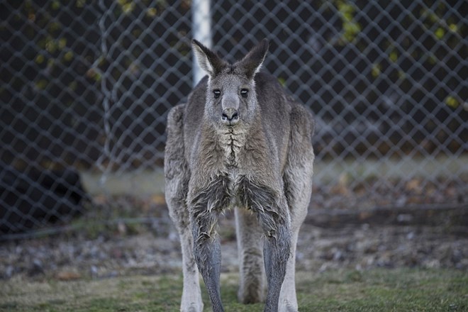 Posnetki in fotografije »nogometnega« kenguruja so se razširili po vsem svetu.