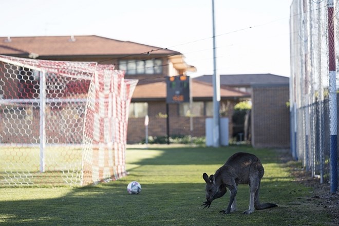 #foto #video Kenguru postal zvezdnik nogometne tekme v Avstraliji