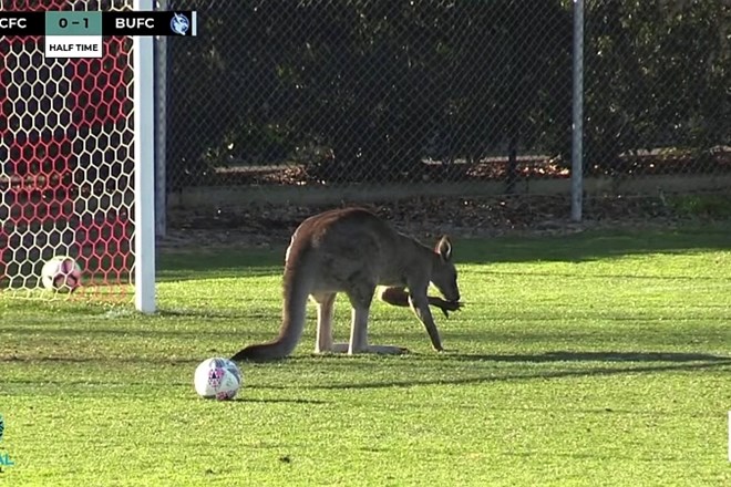 #foto #video Kenguru postal zvezdnik nogometne tekme v Avstraliji