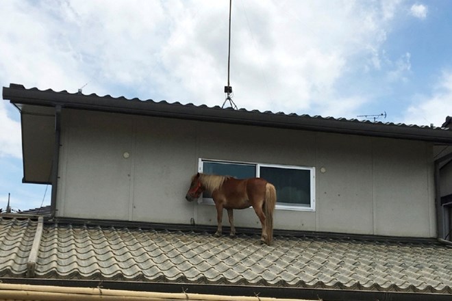 Na strehi je ostal ujet tudi konj.