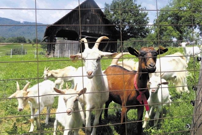 Oslakovićeva redita okoli 35 koz, večinoma sanske pasme, imata pa tudi tri koze srnaste pasme ter dve burski kozi, ki sta ju...