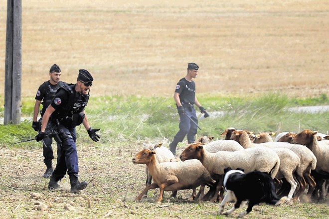 Policisti so odganjali živino, ki se je približala tekmovalcem.