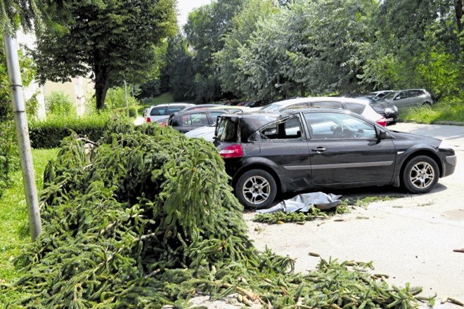 V Jakčevi ulici se je drevo podrlo na avtomobil, parkiran pred blokom.