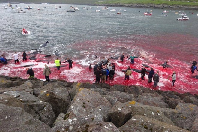 #foto Na Ferskih otokih morje polno delfinove krvi