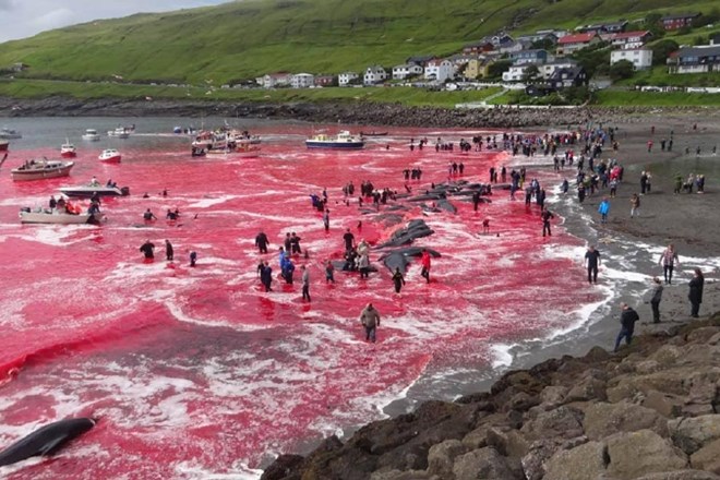 #foto Na Ferskih otokih morje polno delfinove krvi