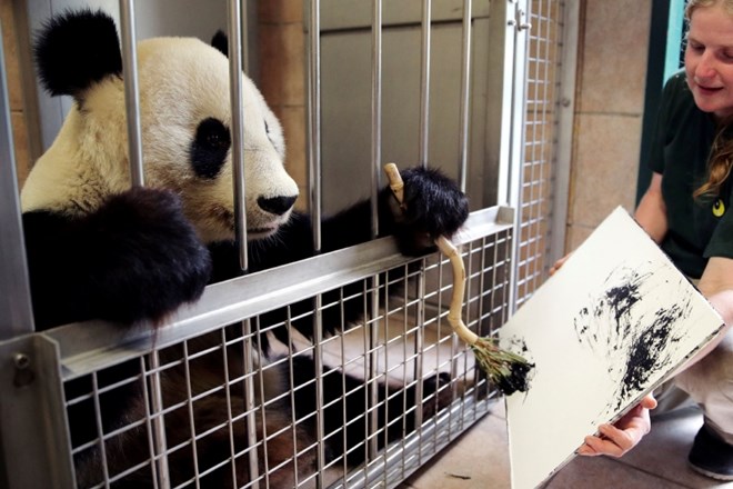#foto Panda Yang Yang v dunajskem živalskem vrtu navdušuje s slikanjem 