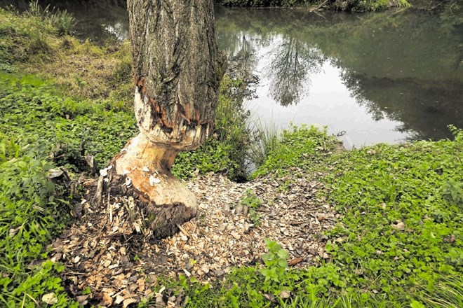 Takole so bobri obglodali drevo ob potoku Radulja pri Škocjanu.