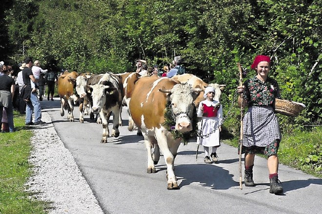 Za prihod v dolino na Kravjem balu v Bohinju, kot so to počeli tudi včasih, svečano v cvetje odenejo tudi krave.