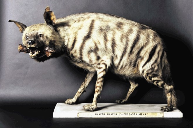 Progasta hijena, ki so jo po pobegu iz menažerije leta 1898 ustrelili na Rašici, je danes del zbirke prirodoslovnega muzeja.