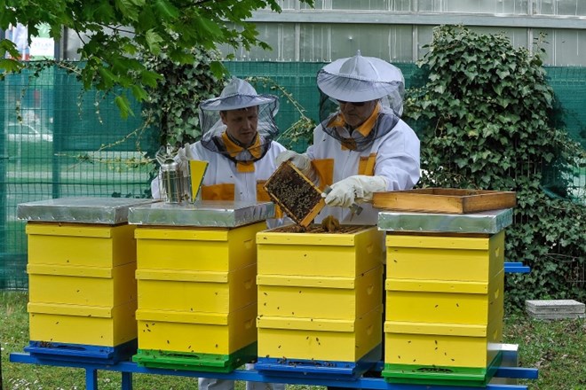 Projekt Pomagajmo čebelici - ocvetličimo mesto uvrščen v evropsko zbirko Urban Nature Atlas   