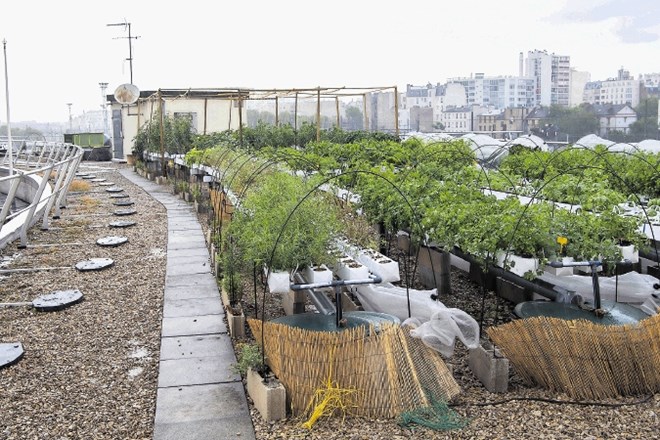 V Parizu urbane vrtove urejajo na strehah.