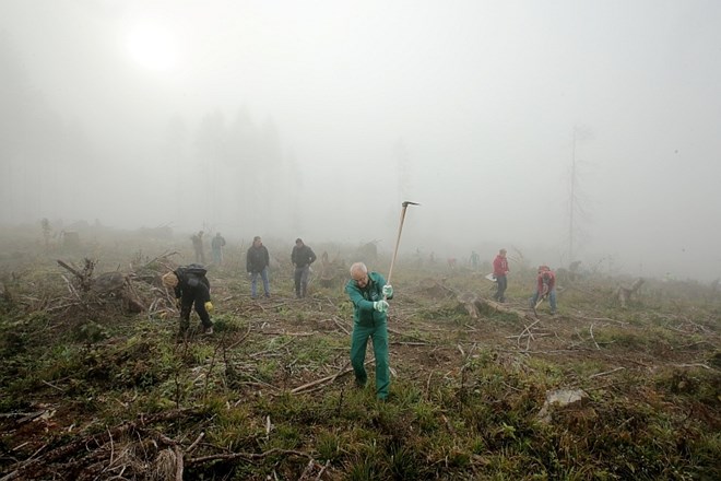 Več kot 400 prostovoljcev posadilo 10.000 sadik gozdnega drevja