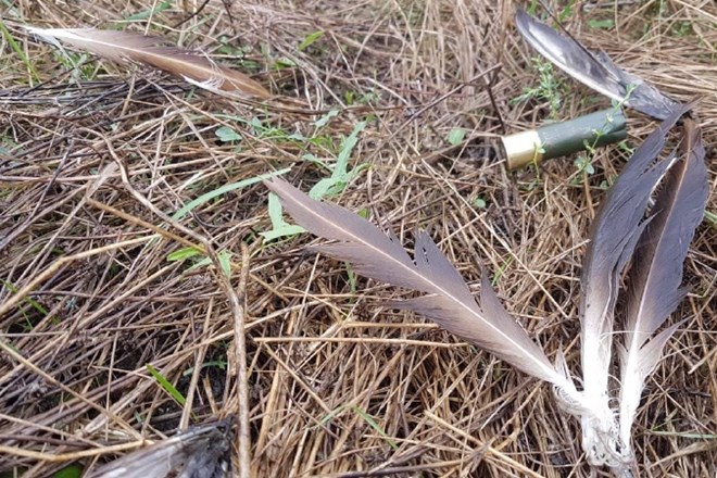 V ponedeljek so našli zgolj nekaj perja in izstreljen tulec šibrovke za streljanje ptic, tisti dan je podatke o lokaciji...
