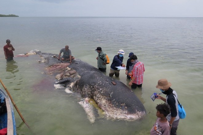 #foto V Indoneziji naplavilo kita s šestimi kilogrami plastike v želodcu
