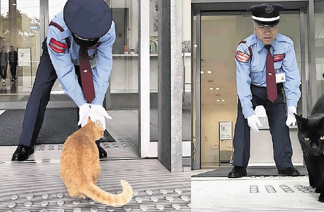 Ken čan in varnostnik muzeja sta se  prvič srečala pred več kot dvema letoma, a mačka, ki se ji je kmalu pridružil še Go čan,...