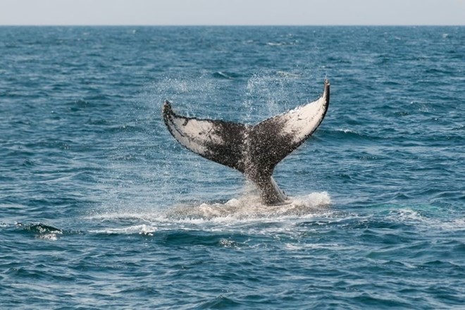 Na Novi Zelandiji poginilo več kot 140 kitov