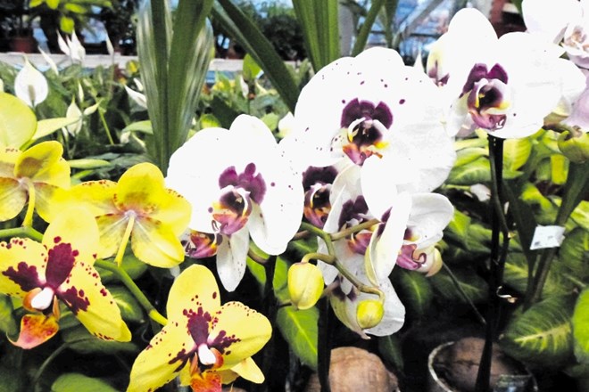 Falenopsis je najbolj razširjen rod orhidej tudi v naših domovih. V naravi jih najdemo v vlažnih gozdovih nizkih nadmorskih...