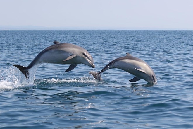 Pri jadranskih delfinih se strupi prenašajo z mame na mladiča 
