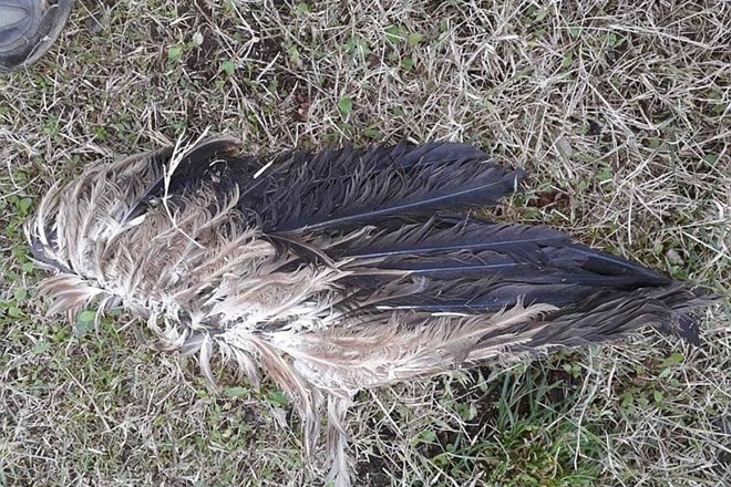 Črnogorski ornitologi so pred dnevi našli krilo konec oktobra sestreljenega beloglavega jastreba Peruna.