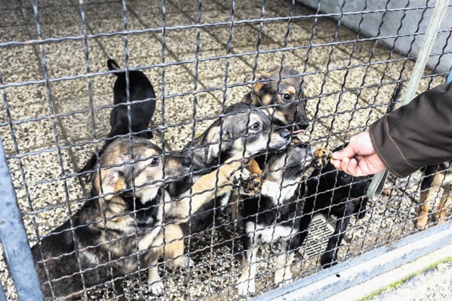 V sklopu novega zavetišča za zapuščene živali bo tudi zavetišče za pse s 47 pesjaki.