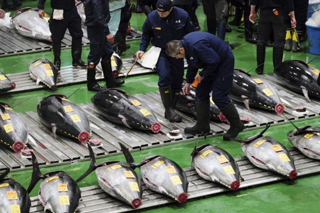 #foto Modroplavutega tuna prodali za rekordnih 2,7 milijona evrov