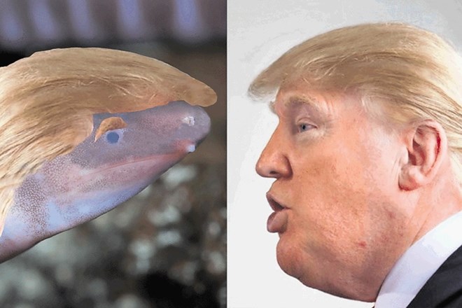 Envirobuild je dvoživko na fotografiji prekril z lasuljo, zaradi katere je podobnost med njo in Donaldom Trumpom še večja.