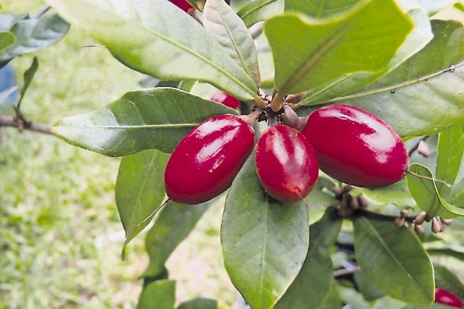Čudežne jagode rastline  Synsepalum dulcificum kisle okuse spremenijo v sladke.
