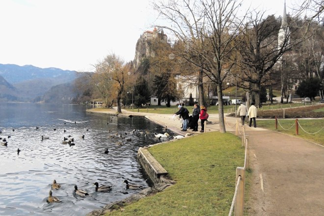 Turisti, ki jih je na Bledu iz leta v leto več, svoj obisk radi popestrijo s hranjenjem rac in labodov, kar bi morali  na...