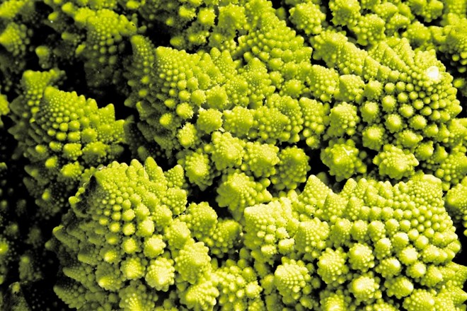 Brokoli romanesco s svojo podobo kraljuje vrtovom.