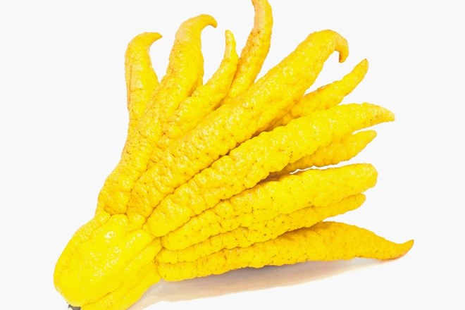 Citrona lahko, tako kot nekateri drugi citrusi, zraste v  razvejano obliko, imenovano Budova dlan.