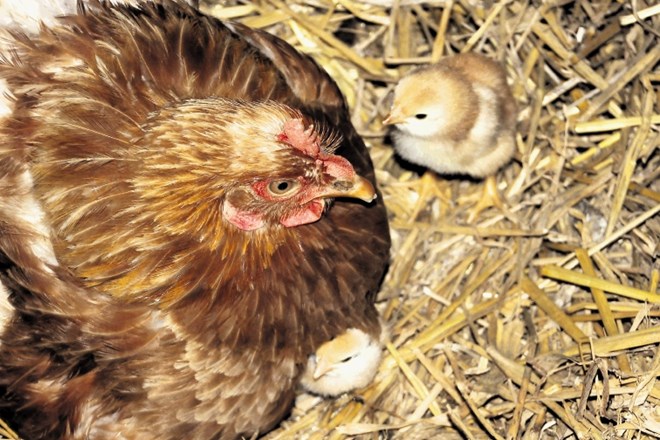 Fekalna transplantacija pri piščancih  zmanjšuje možnosti zastrupitve s hrano.