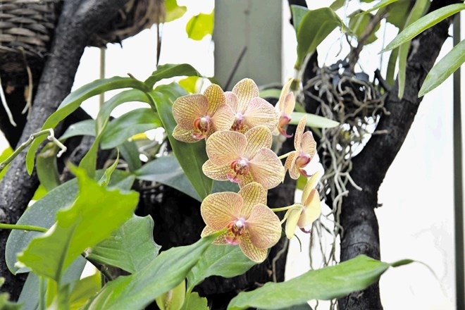 Orhideje v Jevremvcu presenečajo s svojimi vzorci.