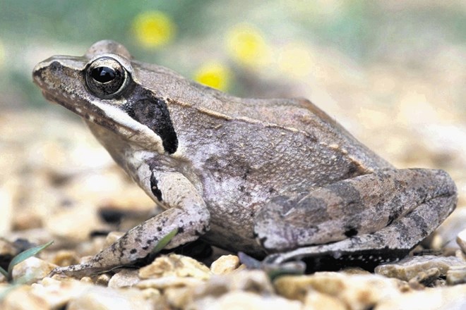 Laška žaba je endemit, ki izvira iz Padske nižine, a je zaradi intenzivnega krčenja močvirij tam že skoraj izumrla. Najdemo...