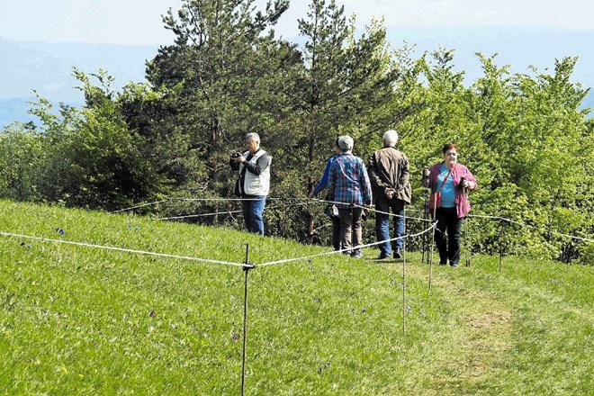 Vrvična ograja na Lovrencu, ki poleg planincev prostovoljcev varuje rastišče zavarovanega Clusijevega svišča – plavega...