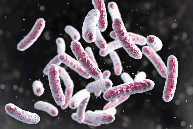 Bakterija Mycobacterium tuberculosis