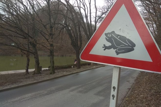 Tudi v Goričici pri Šentjurju prostovoljci v teh dneh pomagajo žabicam pri prečkanju prometne ceste in jih čeznjo prenašajo v...