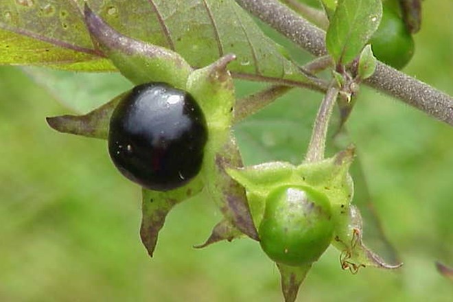 Plod volčje češnje (Foto: wikipedia)