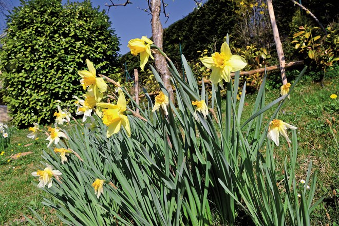 Narcise so lepe, hkrati pa  privabljajo polže.