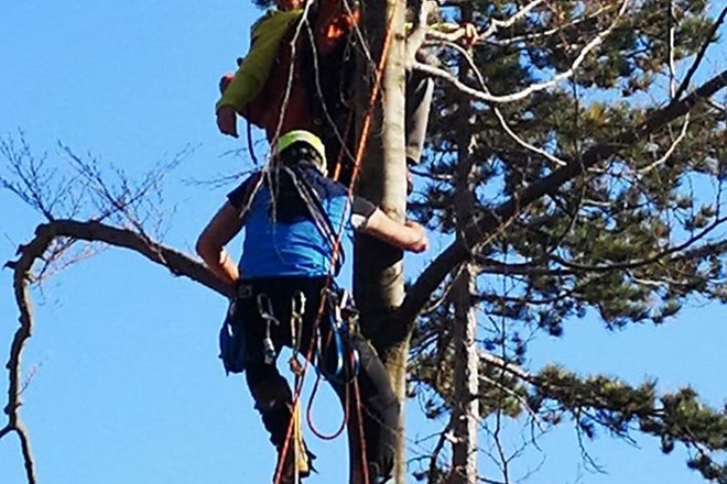 Jadralni padalec je v Gorenji Trebuši na težko dostopnem terenu obvisel na drevesu 15 metrov nad tlemi. Poškodoval si je obe...