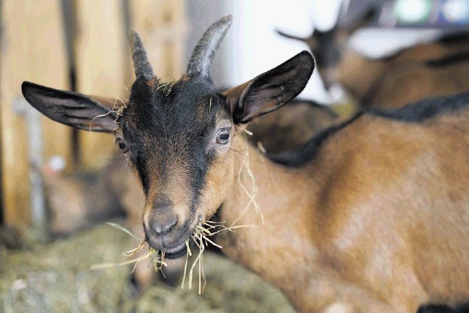 Na kmetiji Pr' Ropet se 58 koz pase predvsem na travnikih, silaže ne poznajo.