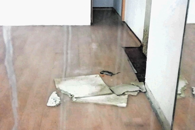 Poginula podgana v enem od praznih prostorov v Linhartovem podhodu
