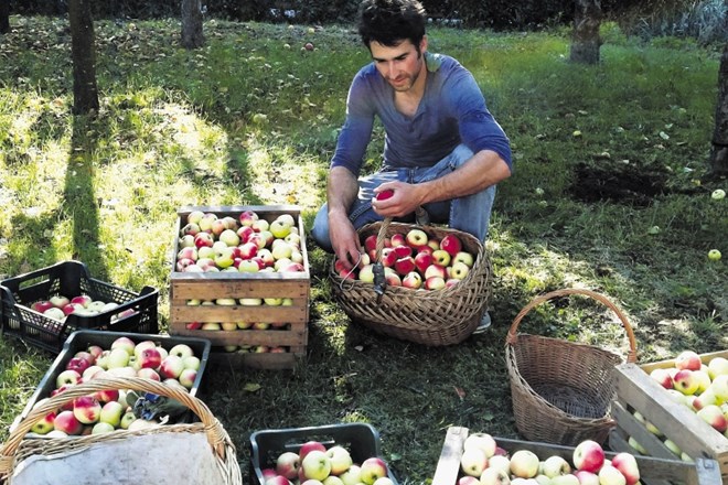 Dr. Jan Bizjak je odraščal na kmetiji, jabolka in jablane pa je proučeval v svoji doktorski disertaciji – pri srcu so mu...