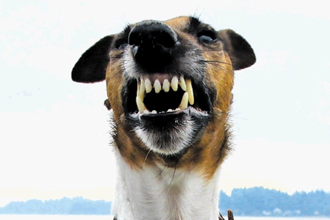 Eden od simptomov stekline, ki jo lahko dobimo prek ugriza okuženega psa, je tudi strah pred vodo.