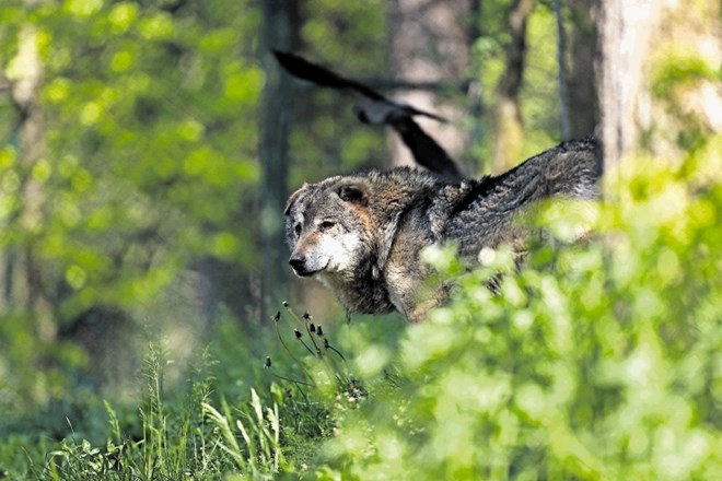 Vlada bo odločala o interventnem zakonu, ki predvideva odstrel enajstih volkov.