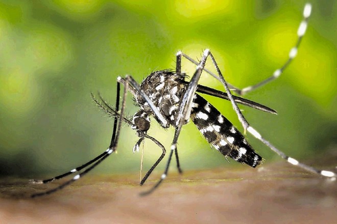 Popolne zaščite pred pikom komarja   še ni.