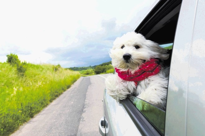 Prevoz hišnih živali: Navajanje z neekološkimi vožnjami