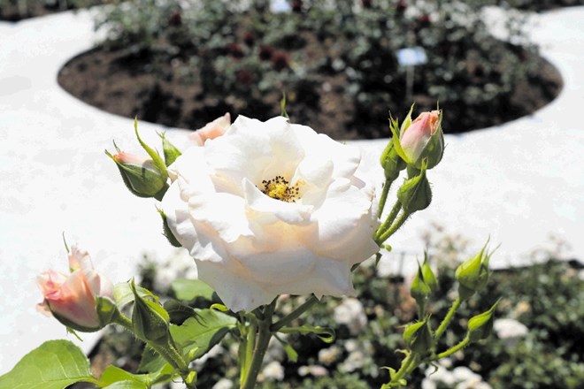 Vrtnica, ki nosi ime po papežu Frančišku, je bila vzgojena iz cepiča, ki je bil leta 2016 odrezan na vatikanskih vrtovih.