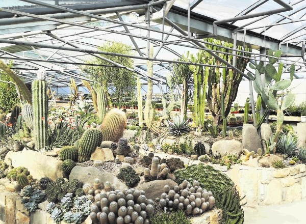 V vrtu čudovito uspeva 1600 vrst kaktusov. Večino od njih sta zakonca Grašič vzgojila sama.