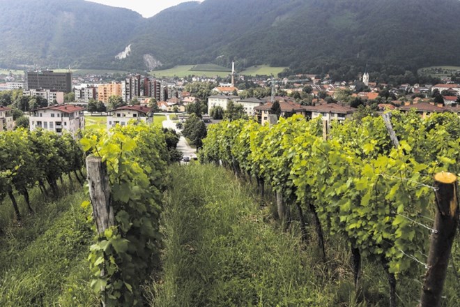 Vinogradi  vinske kleti Zlati grič segajo do samega praga mesta.